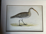 Ornithologic Print of Curlew  Bird