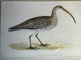 Ornithologic Print of Curlew  Bird